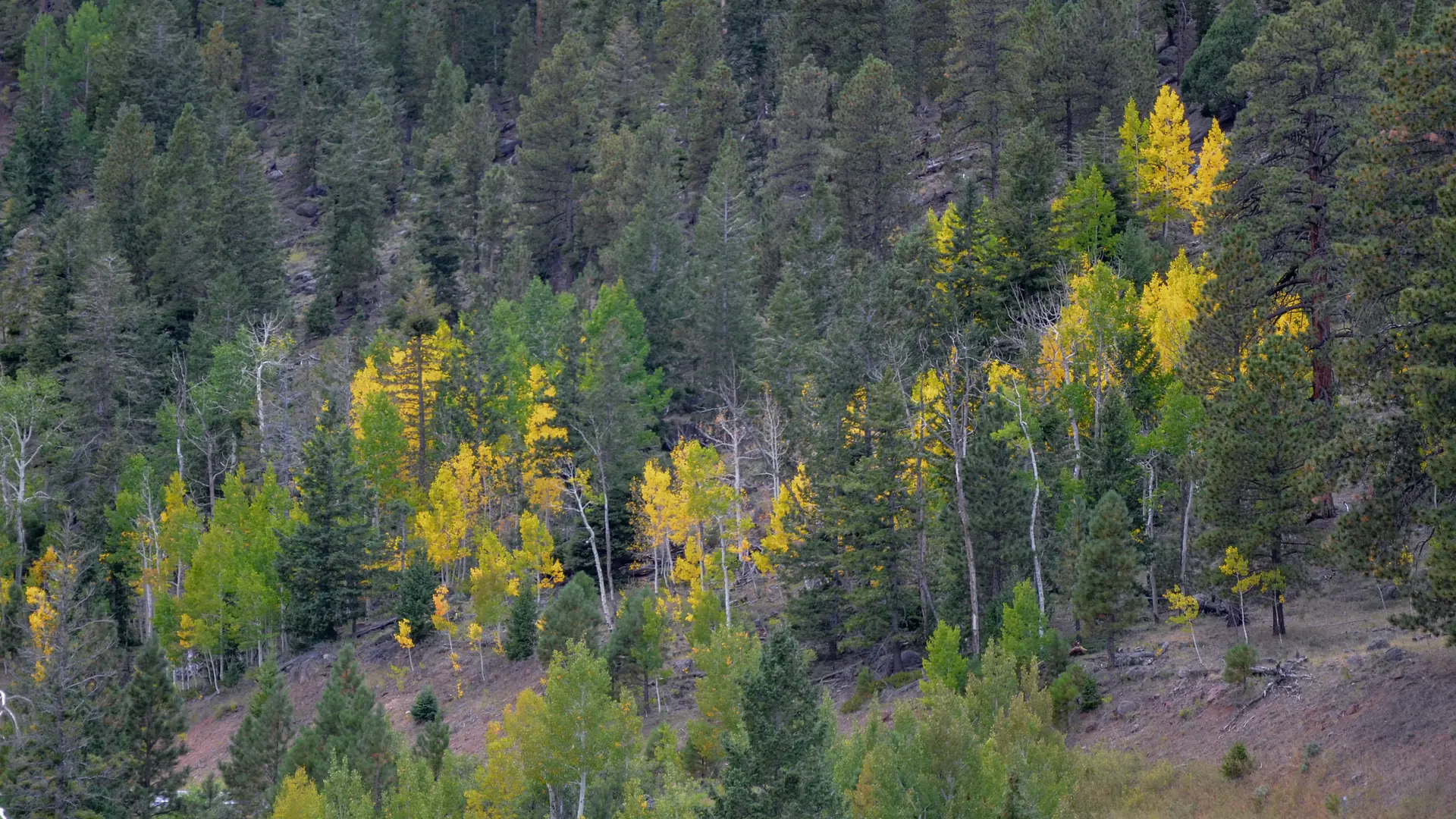 Autumn aspen forest on Boulder Mountain, Utah